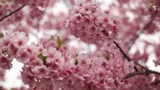 'Blossoms in the Spring'