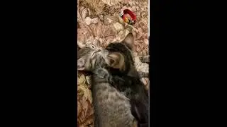 Котята обнимашки, кусает значит любит
