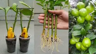 🌿Great idea to propagate lemon trees from cuttings using bananas🍌