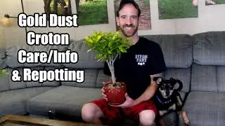 Gold Dust Croton Care & Info (Plus Repotting)