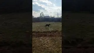 Мы приютили пса