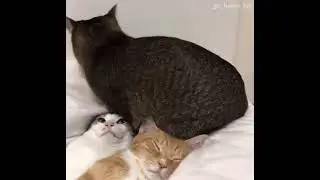funny cats