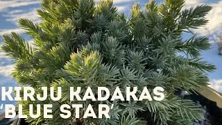 Kirju kadakas - Blue Star 4K