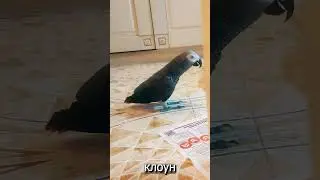 ✅ ТЫ ПОКАКАЛА? ОГО!🤣 ЖАКО ПЕТРУНЯ 🐦FUNNY PARROT ZHAKO PETRUNYA 🔥 (СУБТИТРЫ) #shorts  #funny  #parrot
