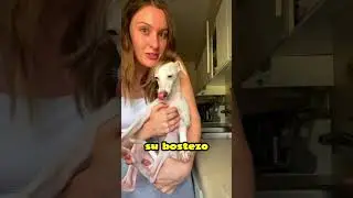 THIS DOG MAKES A VERY WEIRD SOUND😮!! 
