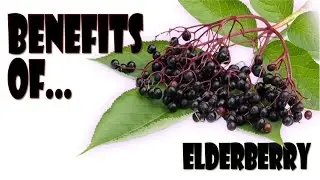 Benefits Of Elderberry