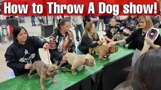 What Does it take to throw a dog show?