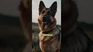Top 5 Most Smartest Dog Breeds