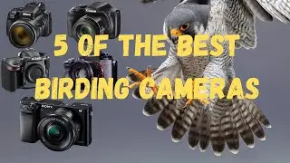 5 Best Birding Cameras: Mirrorless, DLSR and Superzoom