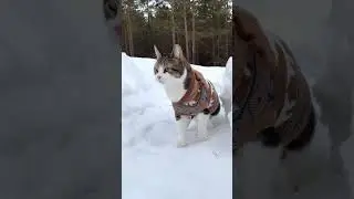 ОТМЕЧАЕМ ДЕНЬ КОТИКОВ 😻