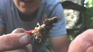 Catfishing with mole crickets. The bites are a joy to behold! Carp on oilcake. Overnight fishing ...