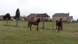 Jet-Set et Jouette van het Oude Hof