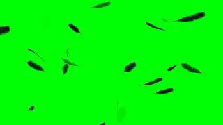 Falling Feathers Green Screen