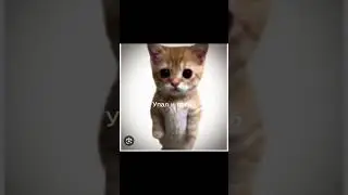 Как умерли известные мемы котов.3 часть.