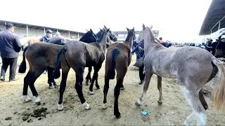 Toshkent Yangiyòl tumani ot bozori narxlari