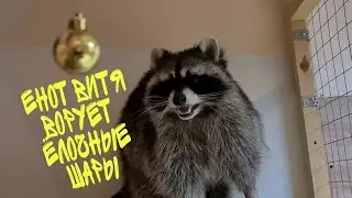 ЕНОТ ВИТЯ ВОРУЕТ ЕЛОЧНЫЕ ИГРУШКИ, КУШАЕТ ОРЕХИ ФУНДУК И КЕШЬЮ