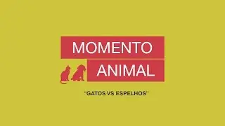 Gato vs Espelho - Momento Animal