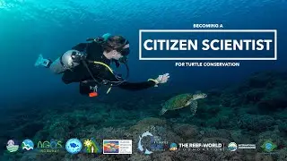 Becoming a Citizen Scientist for Turtle Conservation - LAMAVE