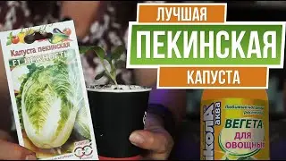 Капуста пекинская выращивание 🌱 Дачные советы садоводам от garden-zoo