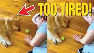 Dog Plays Lazy Fetch! 🎾😴