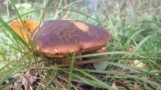 Колобовские грибочки-колобочки.