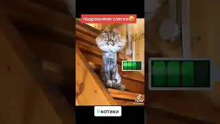 Попросил просто кончики подравнять)ахах ржака#кот #смешные #стрижка