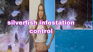 Silverfish |Silverfish Infestation Control| amazing facts