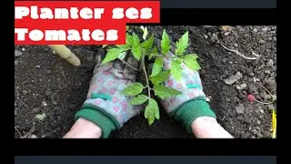 Repiquer des plants de tomates (Semis, plantation, techniques et conseils)
