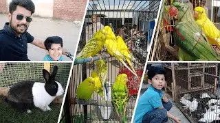 Aj Hum Ne Multan Pets Market Visit Ki 😍  Amazing Rabbits | Beautiful Parrots #petslovers #petsmarket
