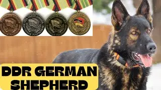 DDR GERMAN SHEPHERDS!