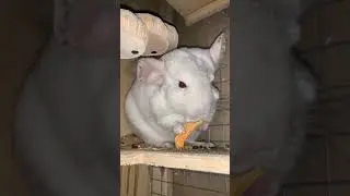 ШУША ЕСТ😌