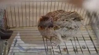 Одна из причин почему перепела клюют друг друга.