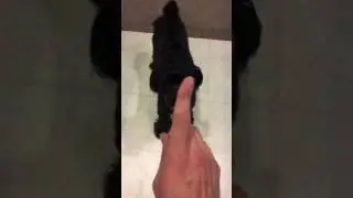 How I train my dog on a day to day