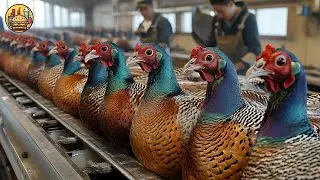 How to Pheasant Farm Produces Million Birds For Game - Modern Pheasant Hatchery Technology