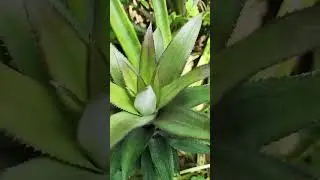 Pineapple 