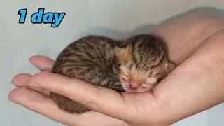 Как меняется котенок в течении 10 дней жизни? How to change a kitten during 10 days of his life?