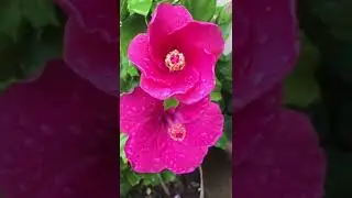 Red Hibiscus Flower Video Free Downloads