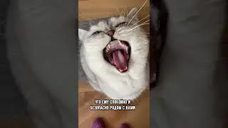 Почему кот зевает при виде хозяина 