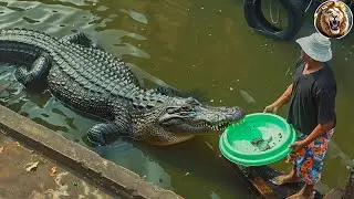 Animals Reunited With Owners After Years!#22| D Animals Grow Up