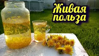 Чай из одуванчиков польза для здоровья и похудения