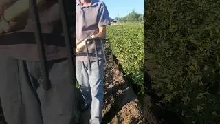 Картофельные вилы новое применение