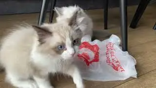Котята Рэдголл