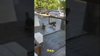 Джавид кормит воробьев