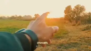 #Nature #sunset subscribe channel for more