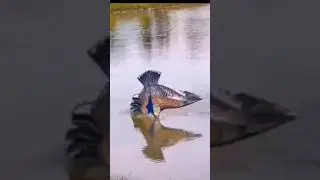 bird hunting for fish