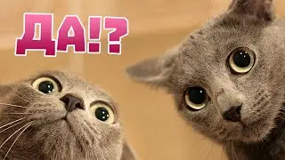 Удивительные факты о кошках.