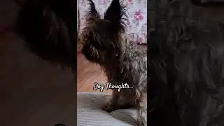 Dog Thoughts #dogshorts #dogthoughts #yorkie #cairnterrier #bernesemoutaindog