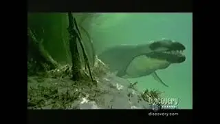 Walking With Beasts Whale Killer (American Version) Part 2