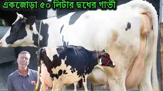 পানির দামে একজোড়া ৫০ লিটার দুধের গাভী। ভাইরাল মহিদুল ভাইয়ের সেরা কোয়ালিটির গাভীর প্রতিবেদন।