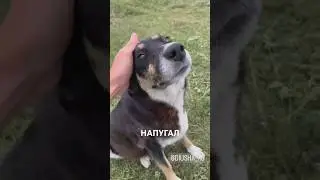 Собака села на траву 